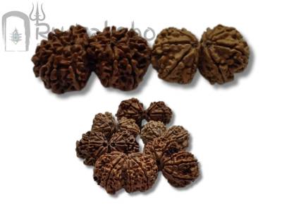 Gauri Shankar Rudraksha from Nepal